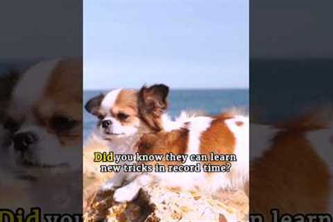 Ever wondered which dog breed can literally walk on air?#shots