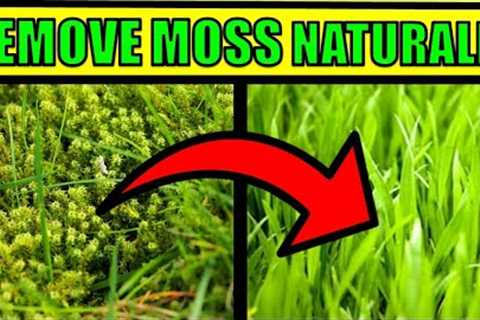 How To Get Rid of Moss In a Lawn Naturally  &amp; Fast - HOME REMEDIES