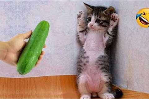 When your cat outsmarts everyone 😂 Funny animals 2024 😅