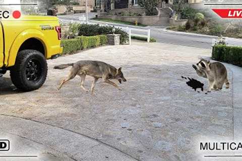Coyote vs Raccoon Fight Caught on Camera!!!