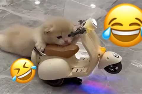 Hilarious Pet Fails You Can't Miss | Funny Animal Videos