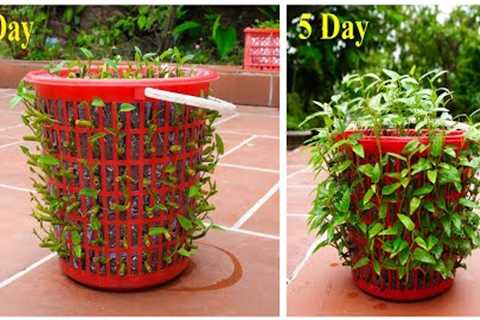 No Garden, Save Costs! Latest Gardening Tips for Beginners