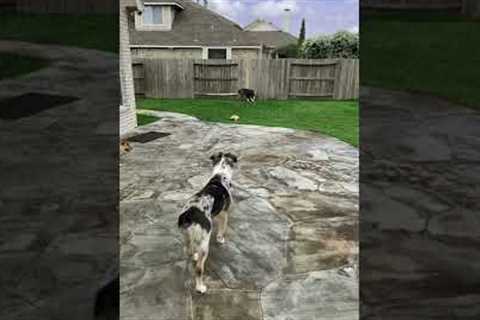 3 dogs enjoy their afternoon break. Day in the Life of a Patent Lawyer (2022)