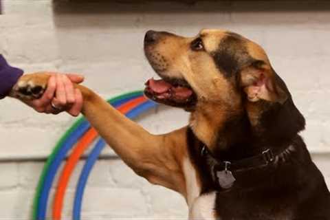 How to Teach the Give Paw Trick | Dog Training
