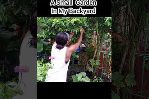 Eating FAST FOOD from a SMALL garden In my Backyard: Eat What You Grow!