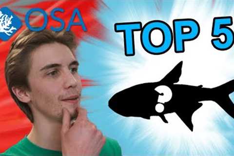 TOP 5 Best FISH for your 30 gal Freshwater aquarium! - With Freshwater Joe