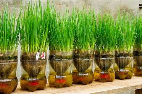 TIMELAPSE: No Garden, Save Costs! Latest Gardening Tips for Beginners/ Small Garden on Balcony