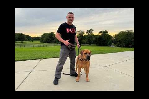 Live Dog Training with Boer Boel