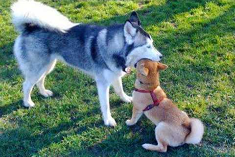 Huskies are the Ultimate Drama Queens! 🤣 Funny Animals Videos 2024