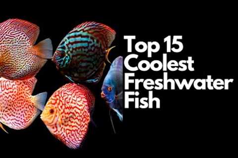 The Top 15 Coolest Freshwater Fish 🐠