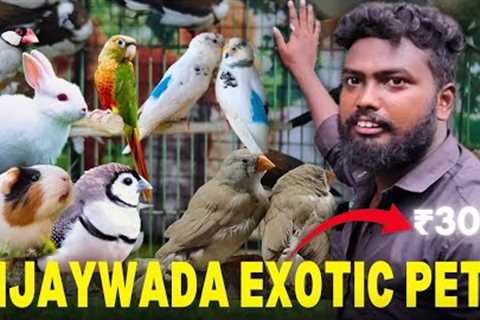 A Day in the Life of a Vijayawada Exotic Pet Owner