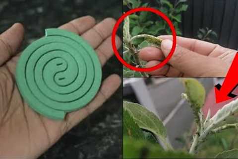 Magic Ingredients | The Most Powerful Organic Pesticide Mixture | MOON MAKER