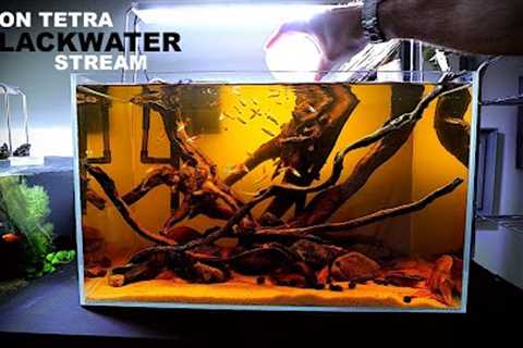 NEON TETRA Blackwater Stream - New Natural Style Tank | Aquascape Tutorial