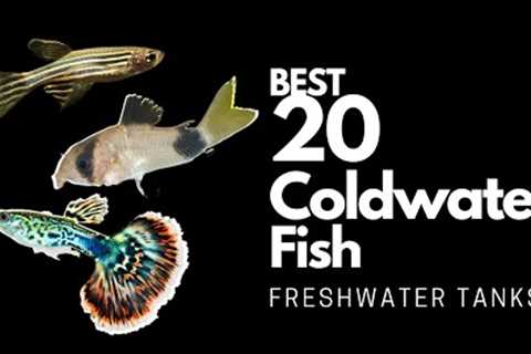 Best Coldwater Fish 🐠(explained) in 12 minutes!