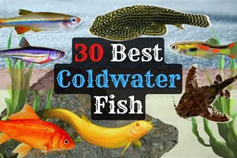 Coldwater Aquarium Fish: 30 Species to Consider