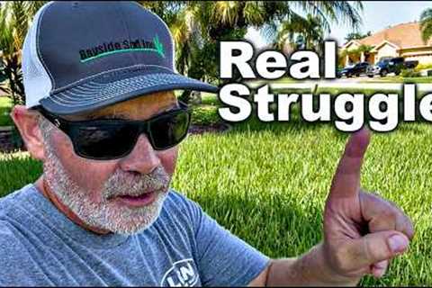 St Augustine Grass In August - The Struggle Here is Real