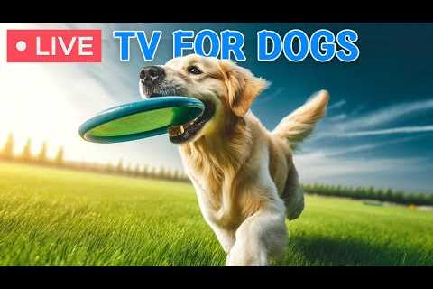 🔴24 hours of Dog TV🎵Calming Music for Dogs with Anxiety🐶🩷Dog Stress Relief &amp; Deep..