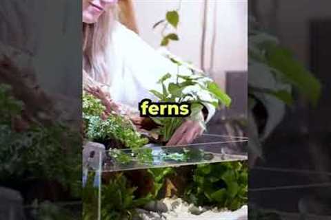 I Built a Fish Tank for my 🌈 Betta Paul