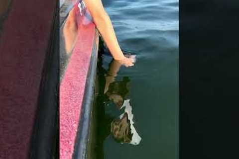 Please Subscribe for the Satisfying Bass Release! 👀 #shorts #bass #fish #lakemurray