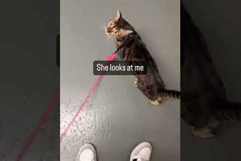 I Taught My Cat to Walk on a Leash