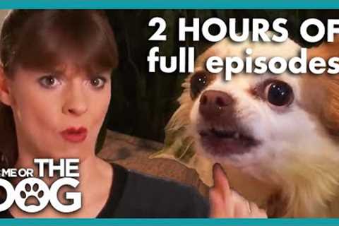 2 HOURS of the Craziest Full Episodes | It's Me or The Dog