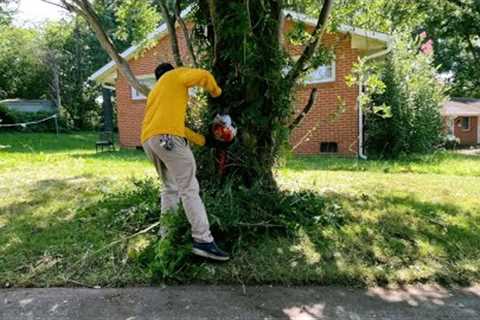 Vines removing on Myrtle tree
