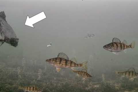 Mysterious Fish! Ice Fishing with Underwater Camera (Perch Frenzy!)