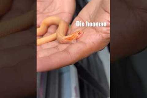 Hognose Snake Bite! #westernhognose #hognosesnake #snakebite #snakes