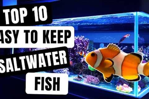 Top 10 Saltwater Fish For Beginners