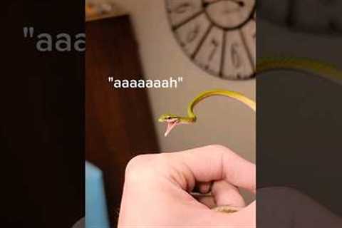 Venomous snake bite? Not good. #reptiles #venomoussnakes #snakebite #pets #gaboonviper