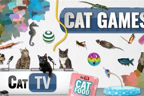 CAT Games | Ultimate Cat TV Compilation Vol 65 | 2 HOURS 🐝🐞🦋🦎🦜🐜🐭🧵