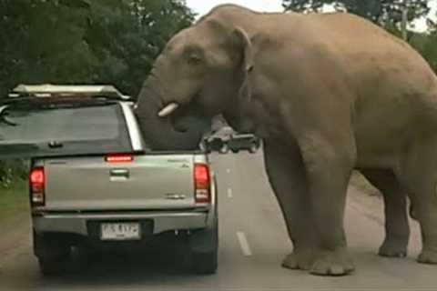 Damn Nature You Scary | Funny Scary Animal Encounters