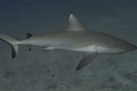 Maldives Scuba - 2024