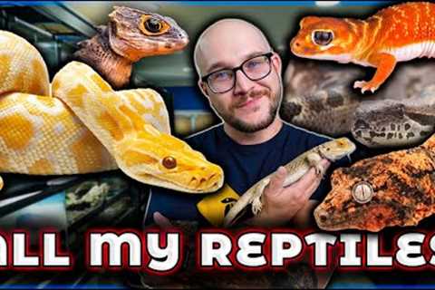 Reptile Room Tour 2024 | Over 100 Reptiles!