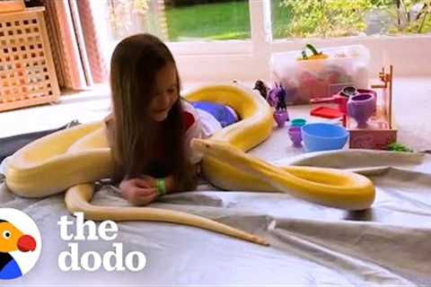 16-Foot Python Is So Gentle With Her Favorite Girl  | The Dodo Soulmates