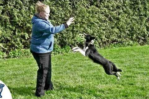 Teach Your Puppy To Fetch And LOVE To Bring The Toy Back - Professional Dog Training Tips