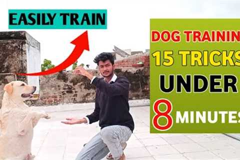 15 Dog training tricks under 8 minutes!🔥| Labrador Training video