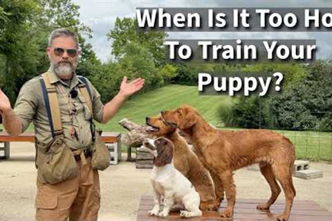 Is It Too Hot To Train My Puppy? | Summertime Dog Training Guide