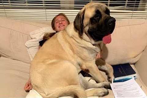 When Your Big Dog Thinks He's a BABY!   Funny Dog and Human