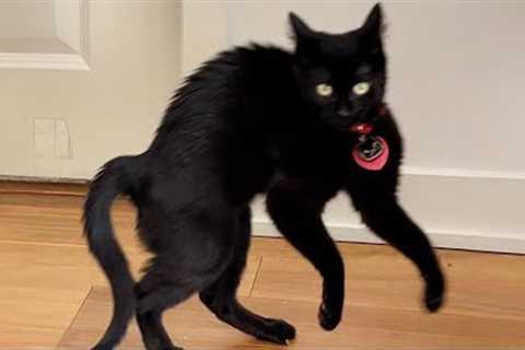 CATS will make you LAUGH NO MATTER WHAT 😹 Funny Cat Videos of 2024