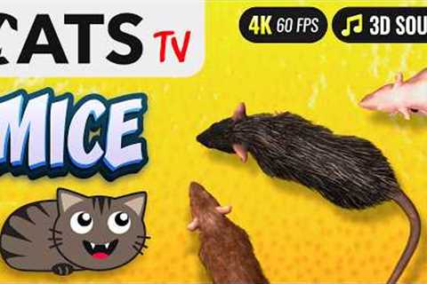 Game for cat - Catching Mice 🐭😻 CATS TV 📺 3 HOURS