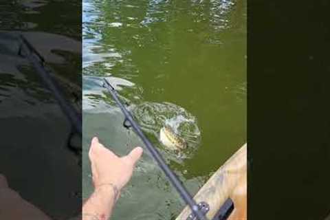 Spotted Bass Destroys Topwater August Lake Lanier