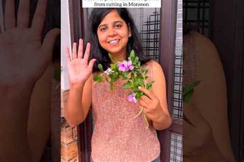 5 Flowers Plants to grow in monsoon 🌸🌼 #yt #relatable #plants #garden #youtubeshorts #flowers #diy