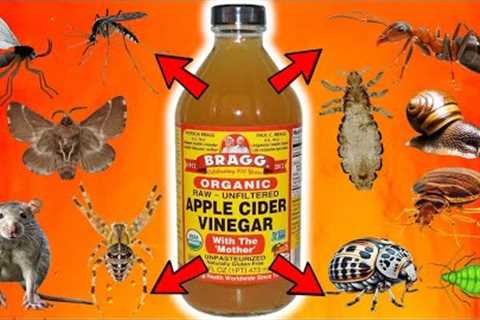 APPLE CIDER VINEGAR: Ultimate Pest Control For FLIES, MICE, ANTS, MOTHS, LICE, GNATS, BEDBUGS, APHID