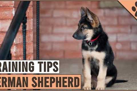 Best German Shepherd Puppy Training Tips | Dog World