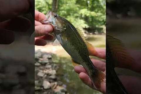 Small Swimbaits