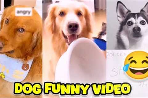 Funny Dog Videos | dog prank dog funny videos fani video funny dog videos | Funny animal videos