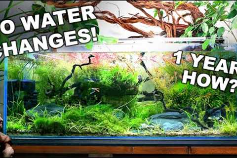 NO WATER CHANGES for a YEAR!! Ecosystem Aquarium How To