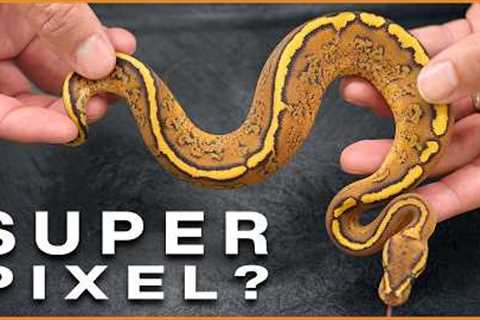 SECRET Ball Python Facility?! Amazing Untapped Morphs!
