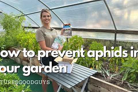 How to get rid of aphids in your organic garden with beneficial insects!